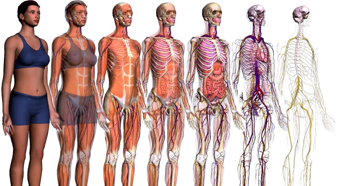 Resultado de imagen de el cuerpo humano